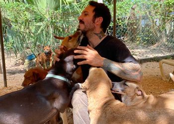 Testimonios de rescatistas de animales en Cancún