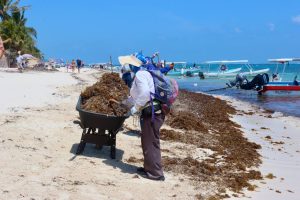 ¿Cuál es el impacto del sargazo en el ecosistema de Cancún?