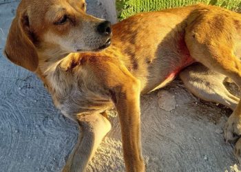 Zonas con más reportes de maltrato animal en Cancún