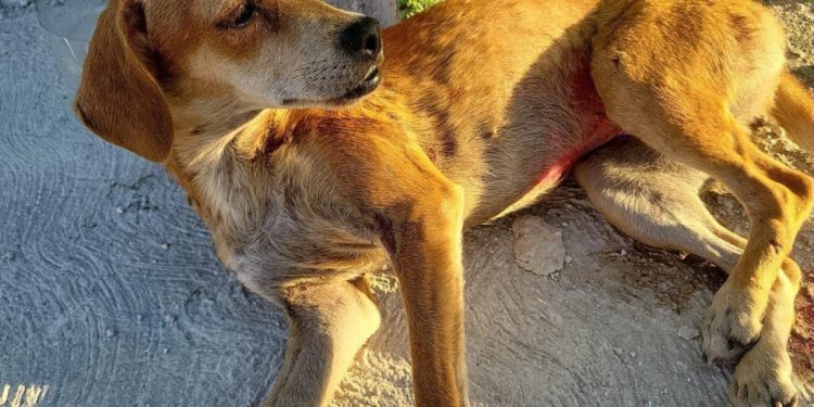 Zonas con más reportes de maltrato animal en Cancún