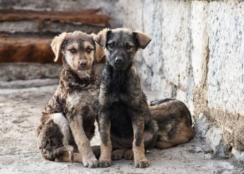Zonas con mas reportes de maltrato canino en Cancun Un problema creciente que exige atencion