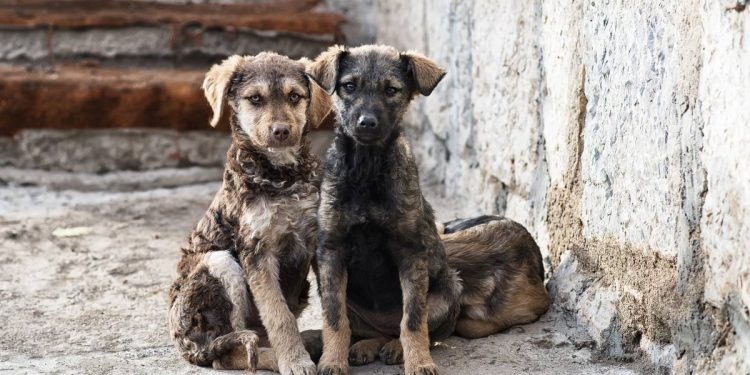Zonas con mas reportes de maltrato canino en Cancun Un problema creciente que exige atencion