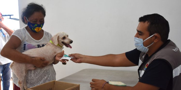 La segunda oportunidad: adoptar tras un rescate en Cancún