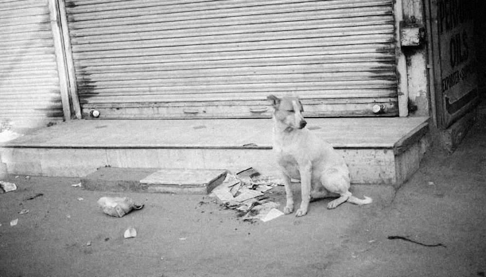 Transforma Cancún: Organiza Colectas para el Rescate Animal