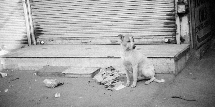 Transforma Cancún: Organiza Colectas para el Rescate Animal