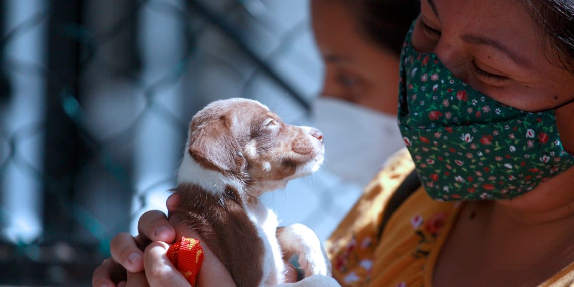 Rescate animal en Cancún: abre tu casa, cambia una vida