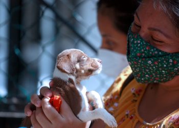 Rescate animal en Cancún: abre tu casa, cambia una vida