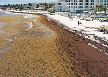 ¿Cuál es el impacto del sargazo en el ecosistema de Cancún?