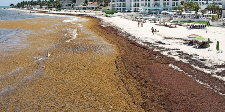 ¿Cuál es el impacto del sargazo en el ecosistema de Cancún?
