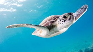 Protección de tortugas marinas en las costas de Cancún