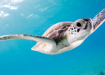 Protección de tortugas marinas en las costas de Cancún