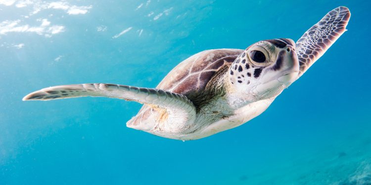 Protección de tortugas marinas en las costas de Cancún