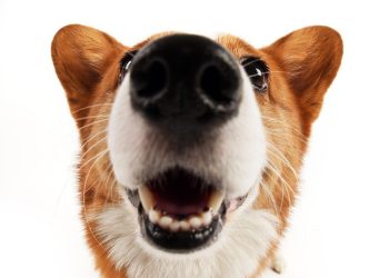 Eventos con Corazón: Unidos por el Rescate Animal en Cancún