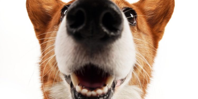 Eventos con Corazón: Unidos por el Rescate Animal en Cancún