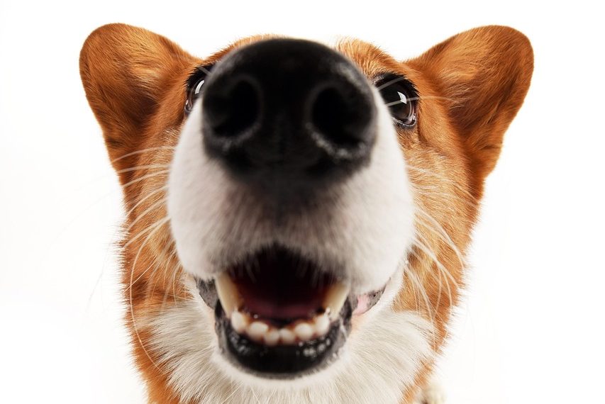 Eventos con Corazón: Unidos por el Rescate Animal en Cancún