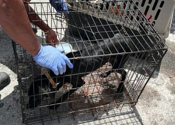 ¡Multas y castigos! Lo que te puede pasar si impides un rescate animal en Cancún