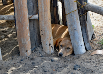 De la calle al corazón: Rescate animal en las colonias marginadas de Cancún