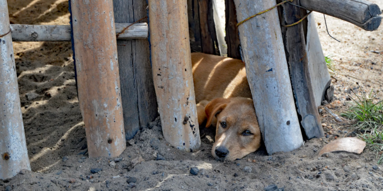 De la calle al corazón: Rescate animal en las colonias marginadas de Cancún