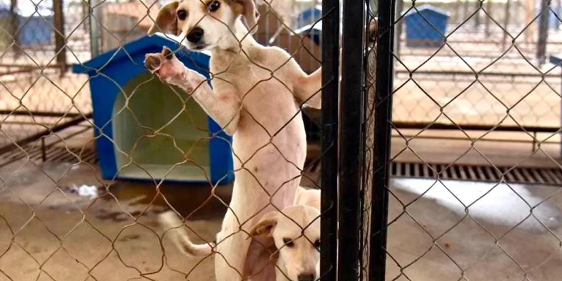 Sé Héroe por un Día: Forma Parte del Voluntariado Animal en Cancún