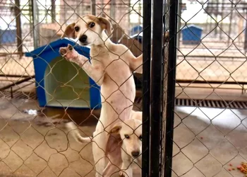 Sé Héroe por un Día: Forma Parte del Voluntariado Animal en Cancún