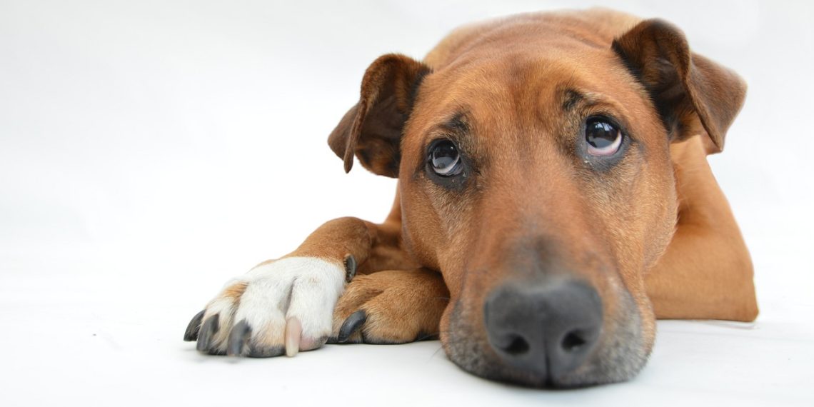 Sé un Hogar Temporal para Mascotas y Ayuda al Rescate Animal en Cancún