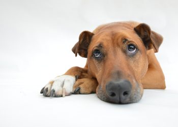 Sé un Hogar Temporal para Mascotas y Ayuda al Rescate Animal en Cancún