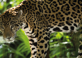 ¡Alerta! Animales Peligrosos en Zonas Urbanas de Cancún