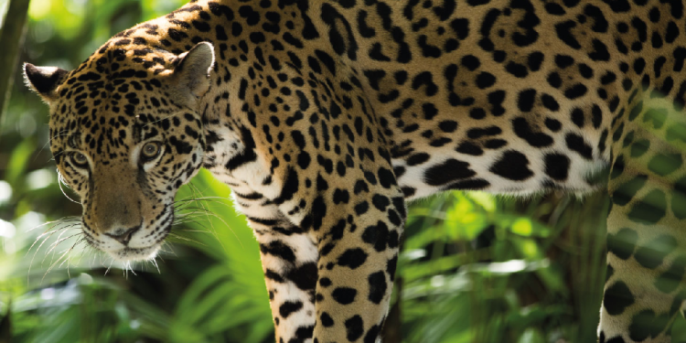 ¡Alerta! Animales Peligrosos en Zonas Urbanas de Cancún