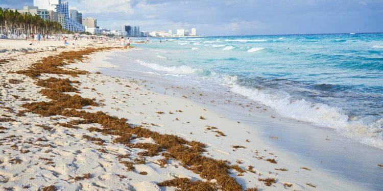 Cancun en julio 2025 Hay sargazo en las playas