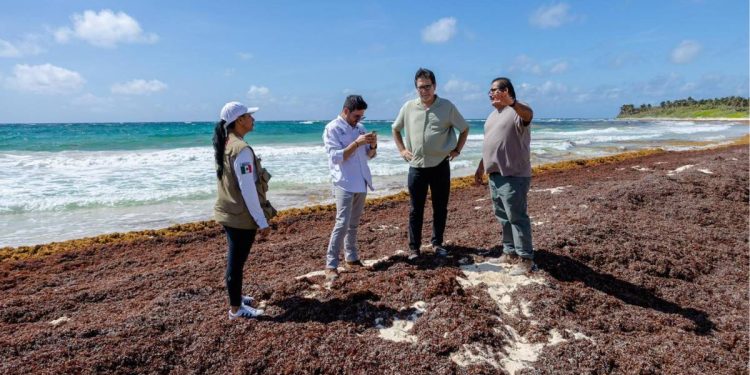Cuando llega el sargazo al Caribe en 2025