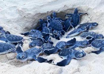 Ecoturismo en Cancún: Rescate de Tortugas Marinas