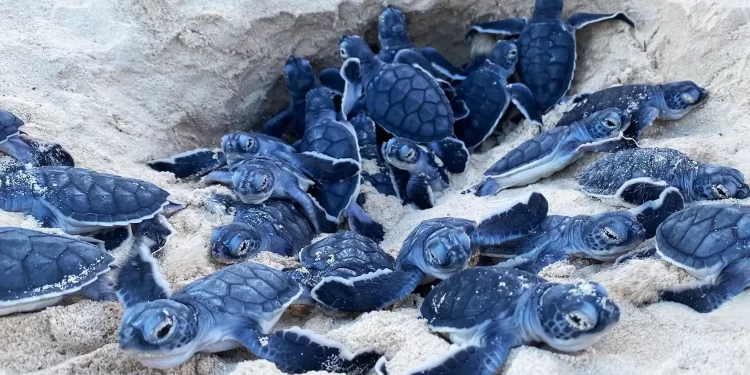 Ecoturismo en Cancún: Rescate de Tortugas Marinas
