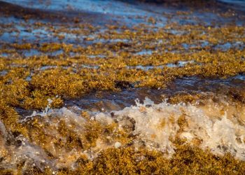Fotos de playas con sargazo en Quintana Roo 2025 comparativa