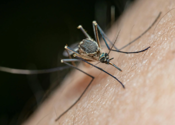Refuerzan campaña para erradicar los mosquitos en Cancún