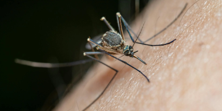 Refuerzan campaña para erradicar los mosquitos en Cancún