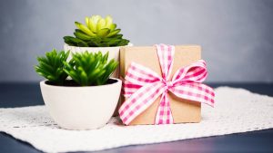 Plantas decorativas o suculentas