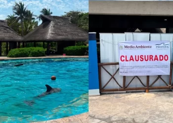 Clausuran Dolphinaris Barceló por maltrato a delfines