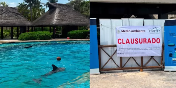 Clausuran Dolphinaris Barceló por maltrato a delfines