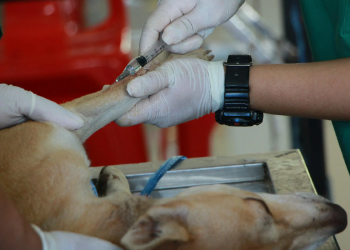 Veterinarias Públicas en Quintana Roo: ¿Realidad o Promesa?