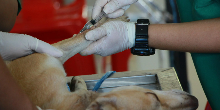 Veterinarias Públicas en Quintana Roo: ¿Realidad o Promesa?