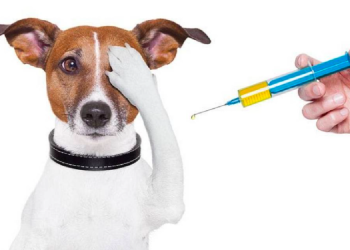 ¿Qué vacunas necesita un perro tras ser rescatado en Cancún?