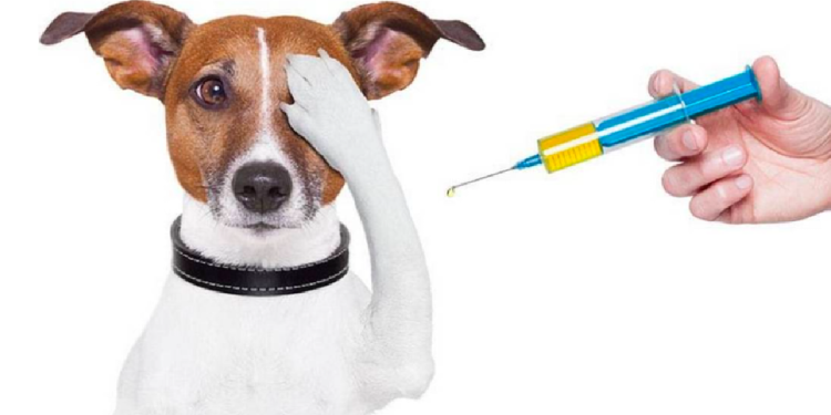 ¿Qué vacunas necesita un perro tras ser rescatado en Cancún?