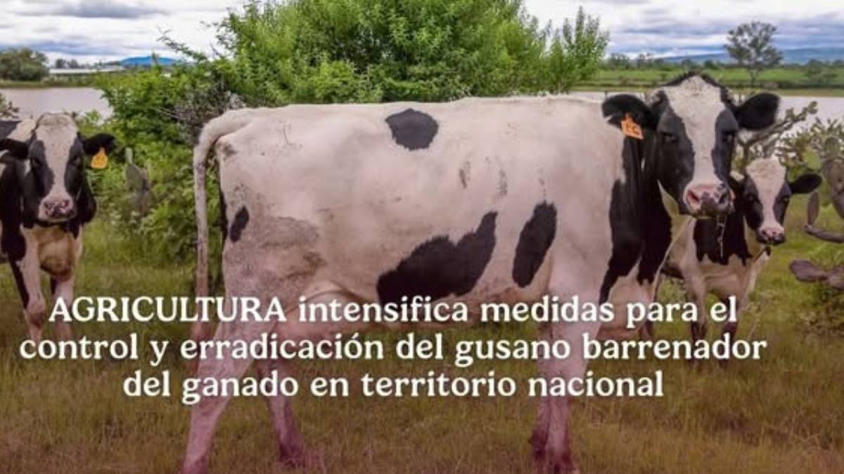 Que es el gusano barrenador del ganado y por que es tan peligroso