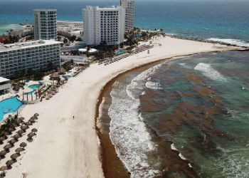 Planean solución al uso del sargazo en Cancún