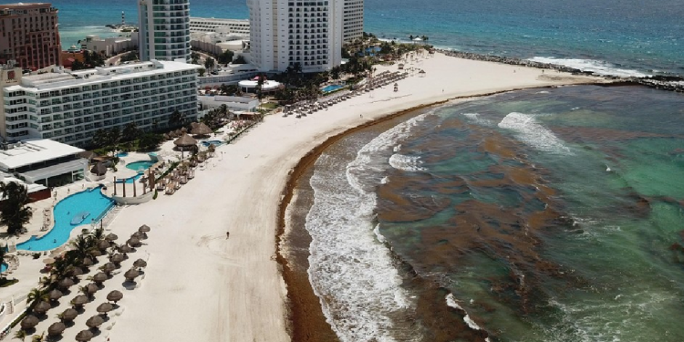 Planean solución al uso del sargazo en Cancún