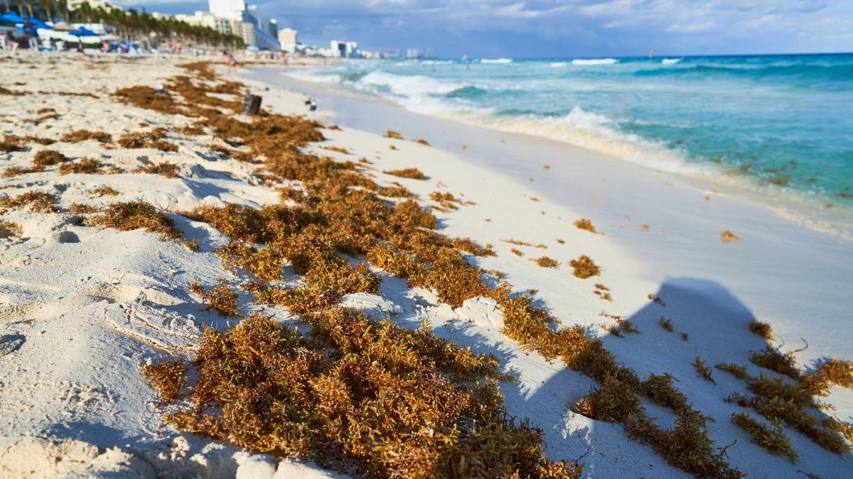 Temporada de sargazo en Cancun Que esperar en julio