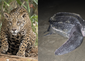 Animales en Cancún en Peligro de Extinción