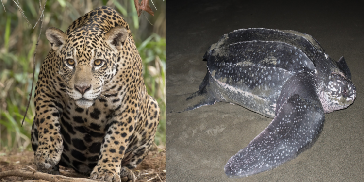 Animales en Cancún en Peligro de Extinción