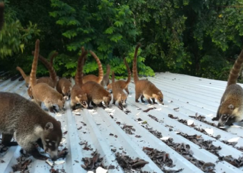 Animales peligrosos en Cancún: Mantén tu distacia