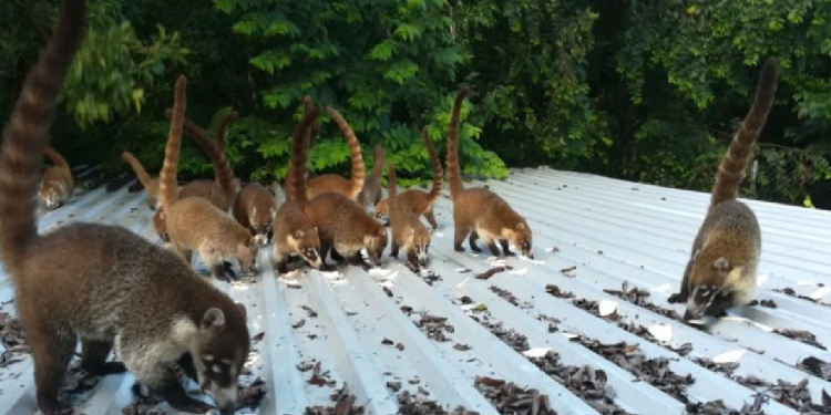 Animales peligrosos en Cancún: Mantén tu distacia